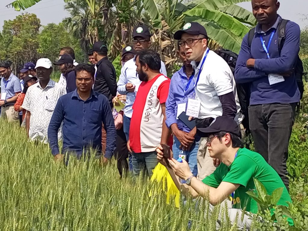 গাংনীতে গমের মাঠ পরিদর্শনে দেশী-বিদেশী বিজ্ঞানী দল ॥ গমের ব্লাস্ট প্রতিরোধে বাংলাদেশর ভুমিকা খুবই ইতিবাচক(Local and foreign scientific team visiting the wheat field in Gangni. Bangladesh’s role in wheat blast prevention is very positive)